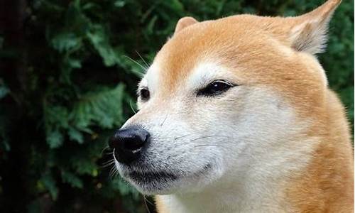 shiba inu(音标)(图1)